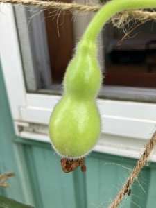 へちまが育っています