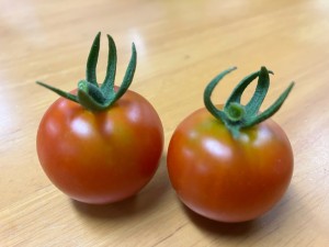 へちまが育っています