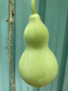 へちまが育っています